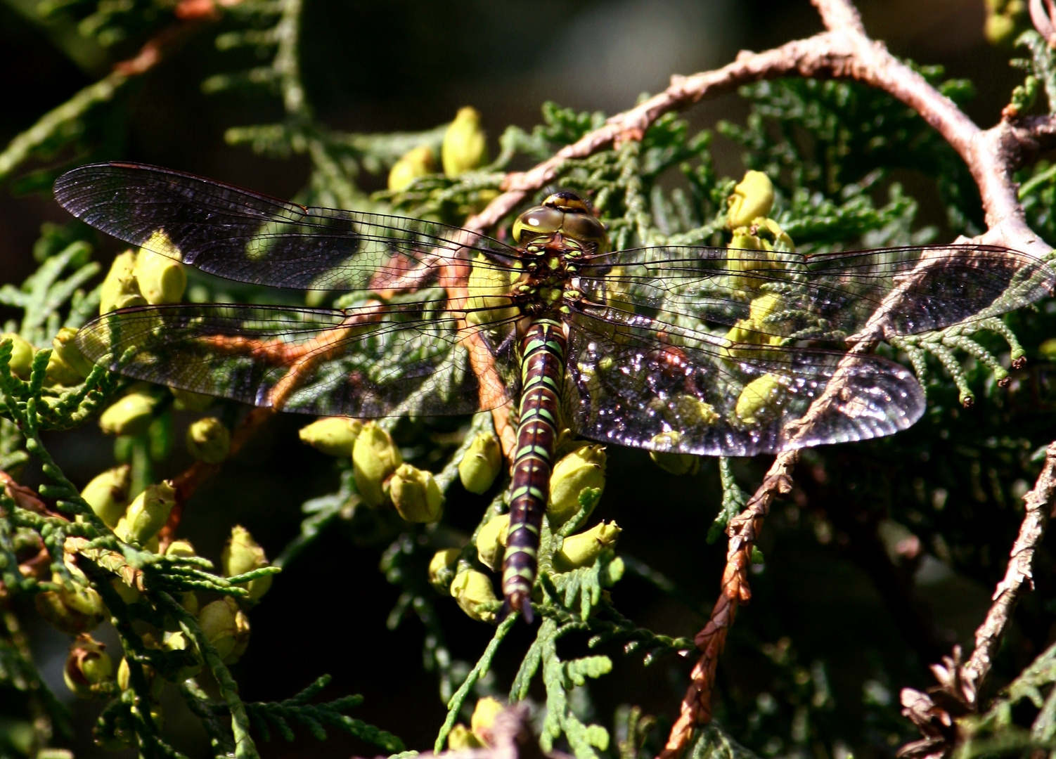 Libelle