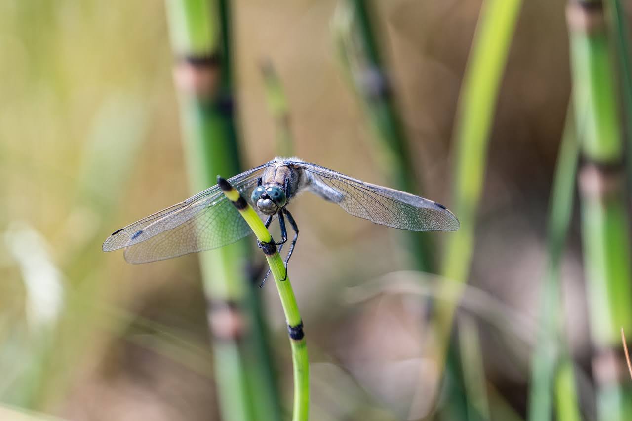 Libelle