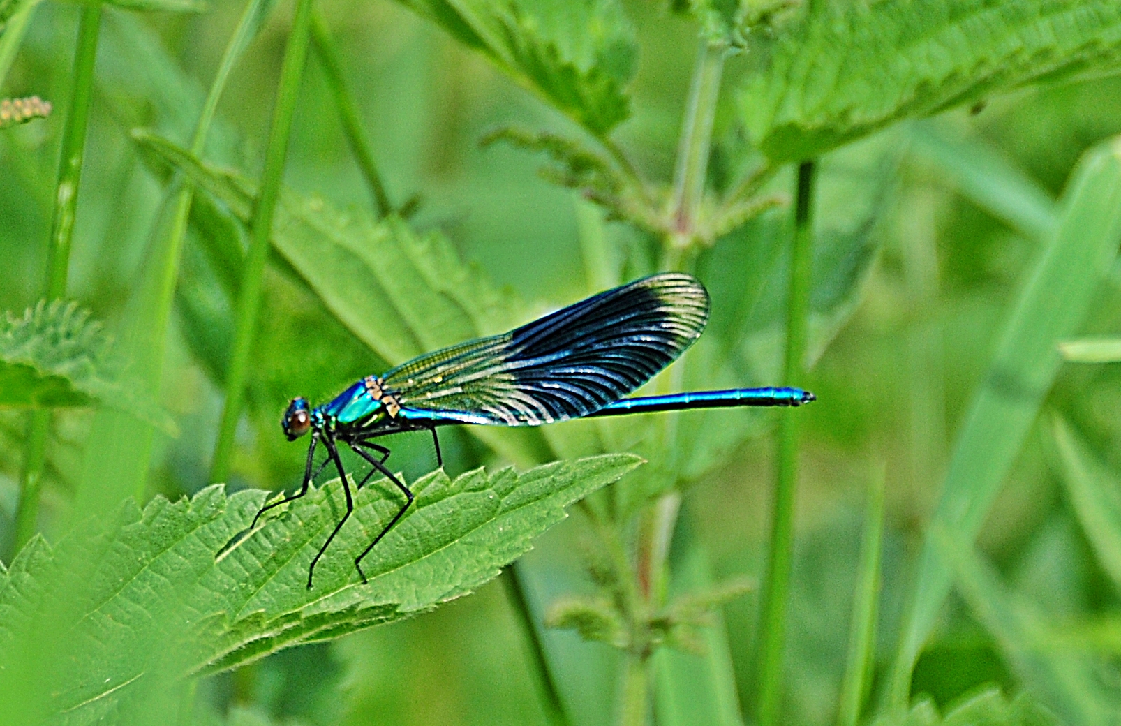 Libelle