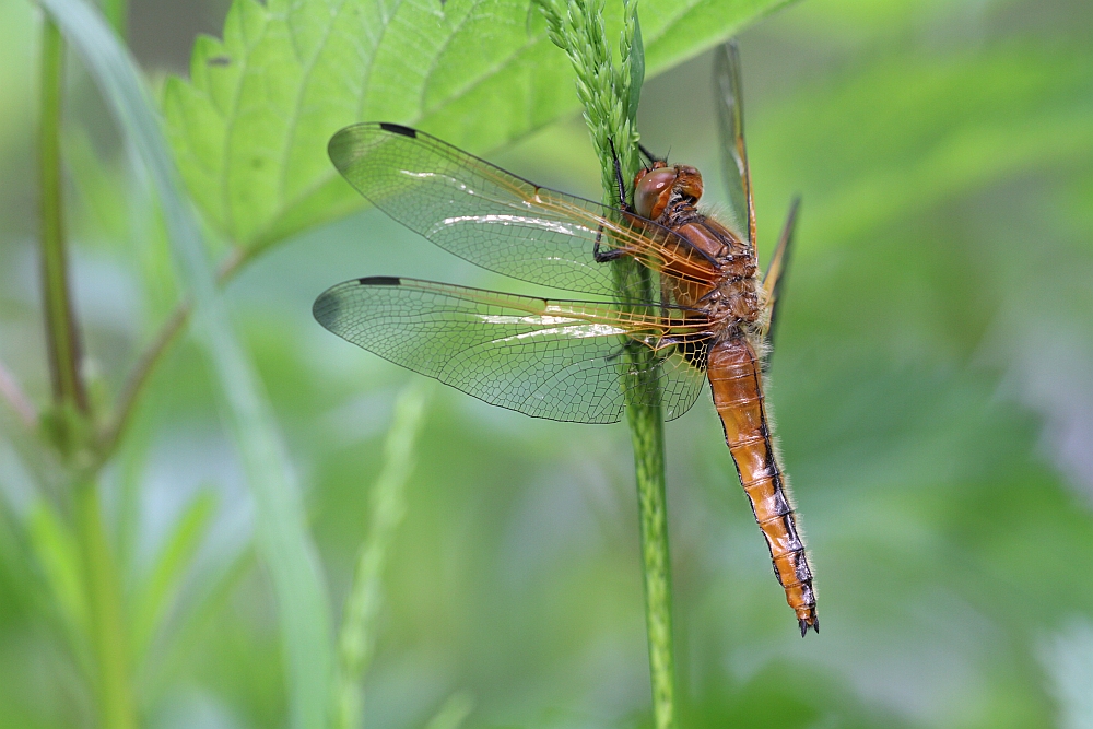 Libelle