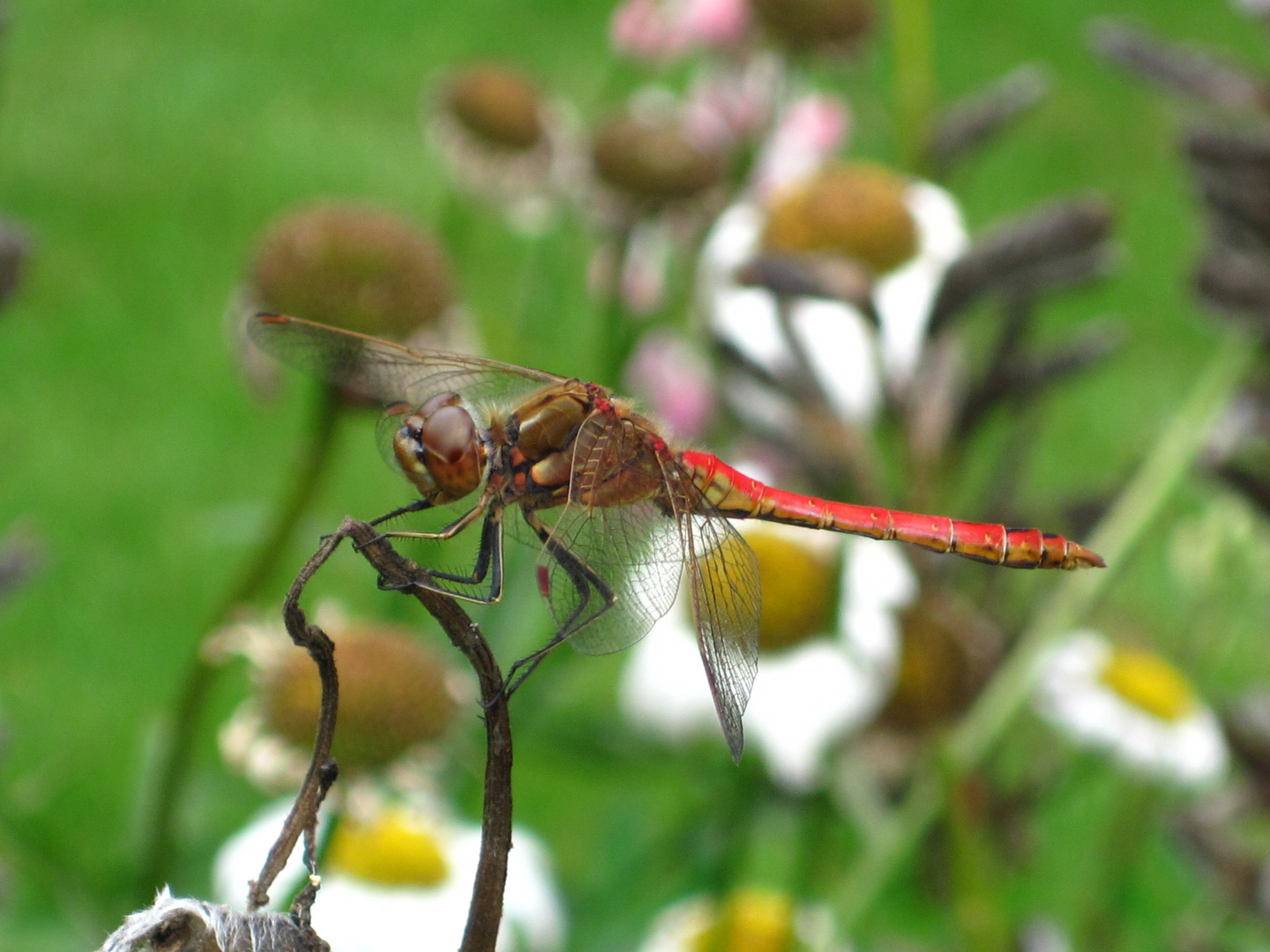 Libelle