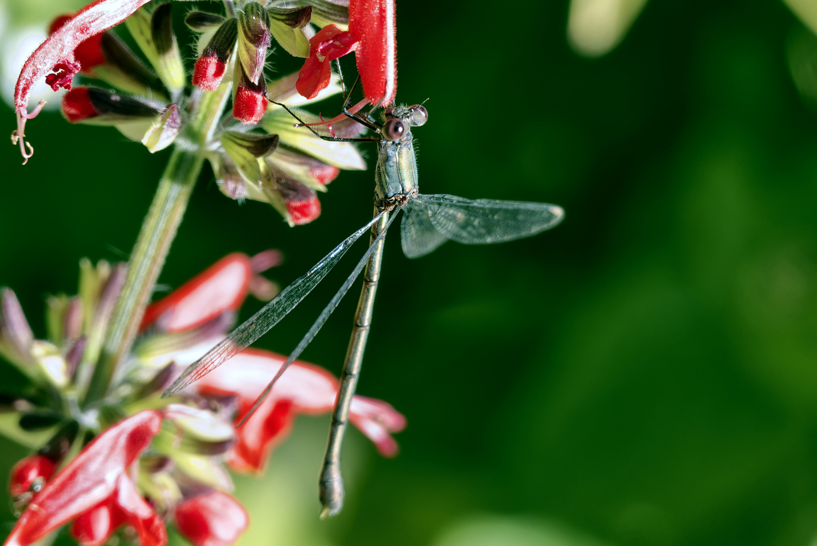 Libelle 