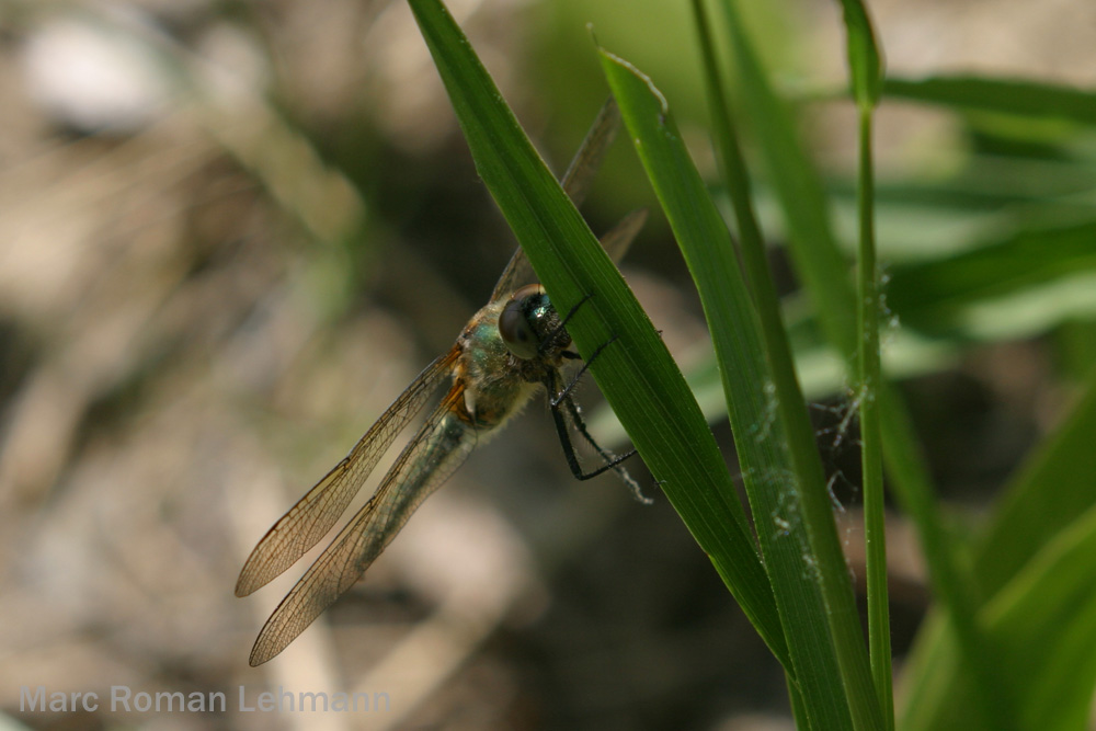 Libelle