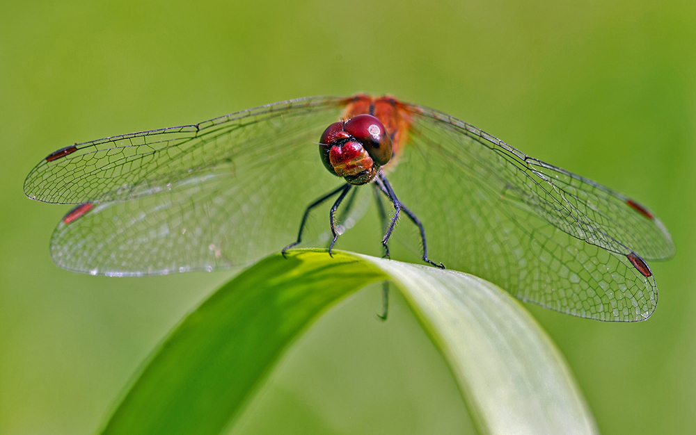 Libelle