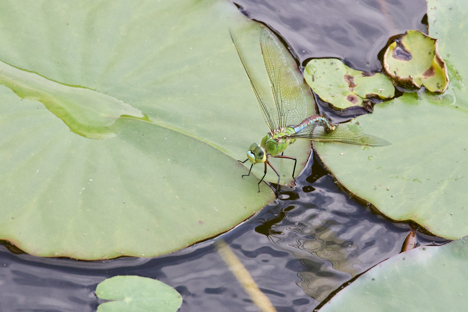 Libelle