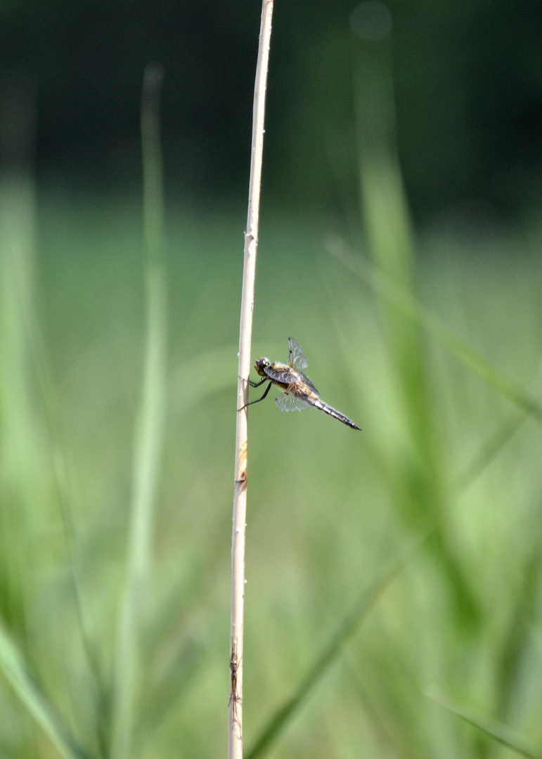 Libelle