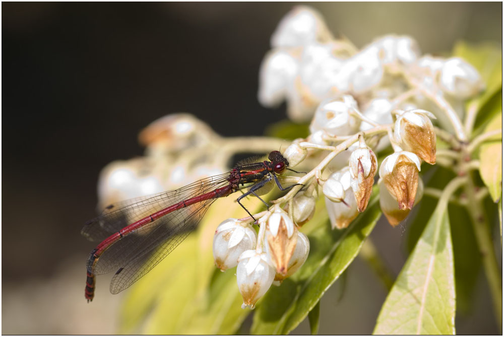 Libelle