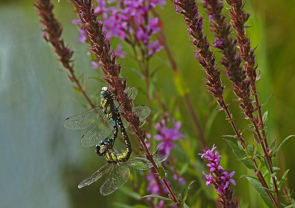 Libelle 5 im botanischen Garten Kiel