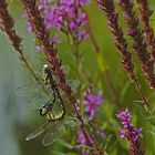 Libelle 5 im botanischen Garten Kiel