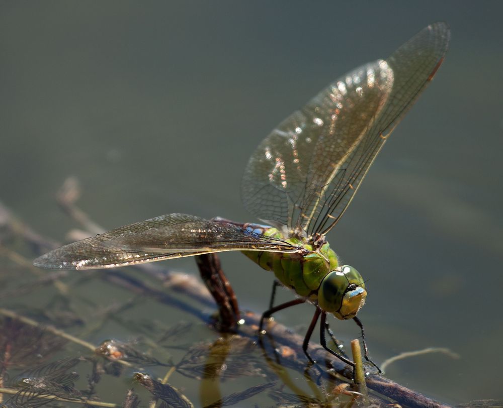 Libelle