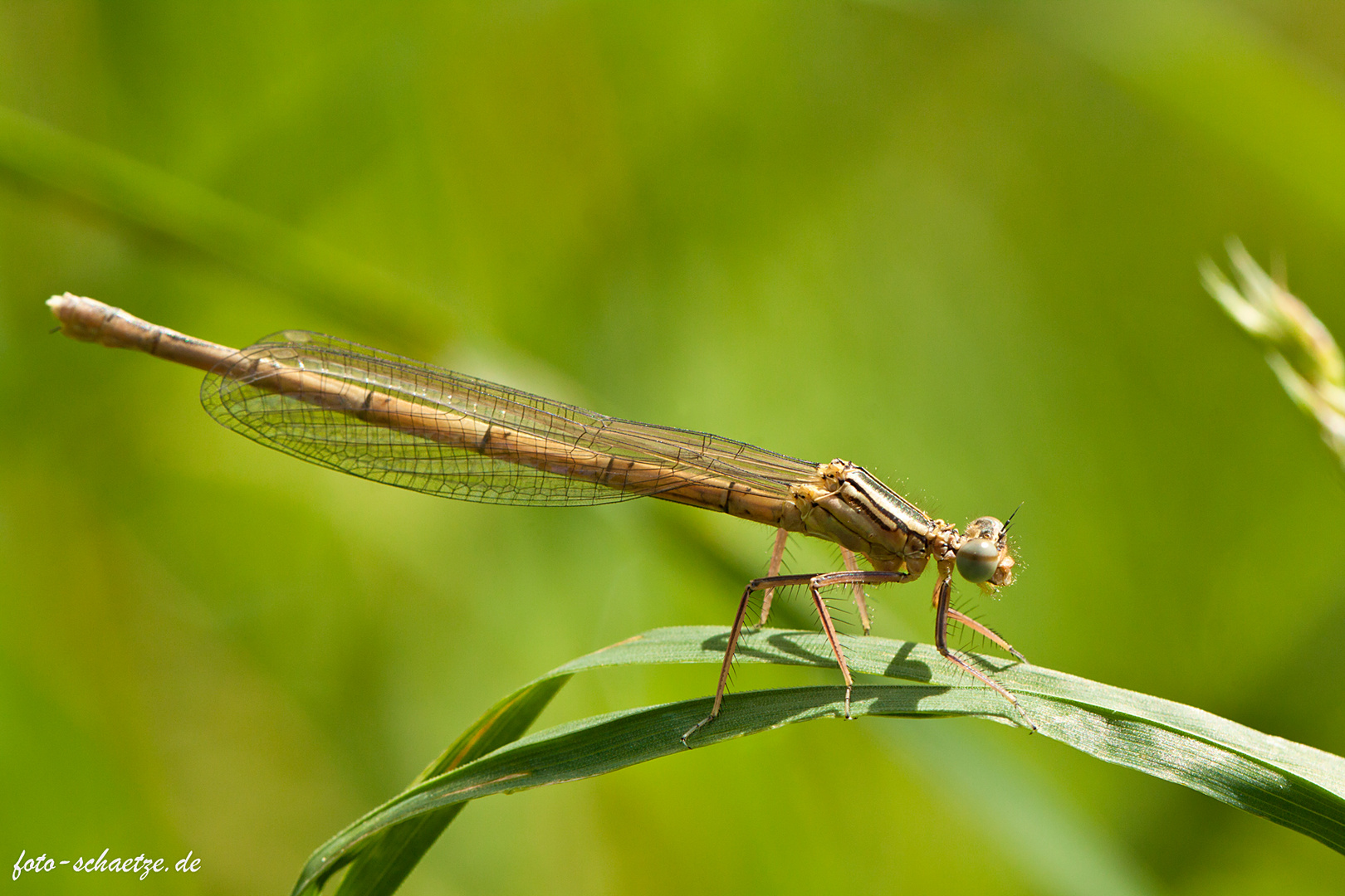 Libelle