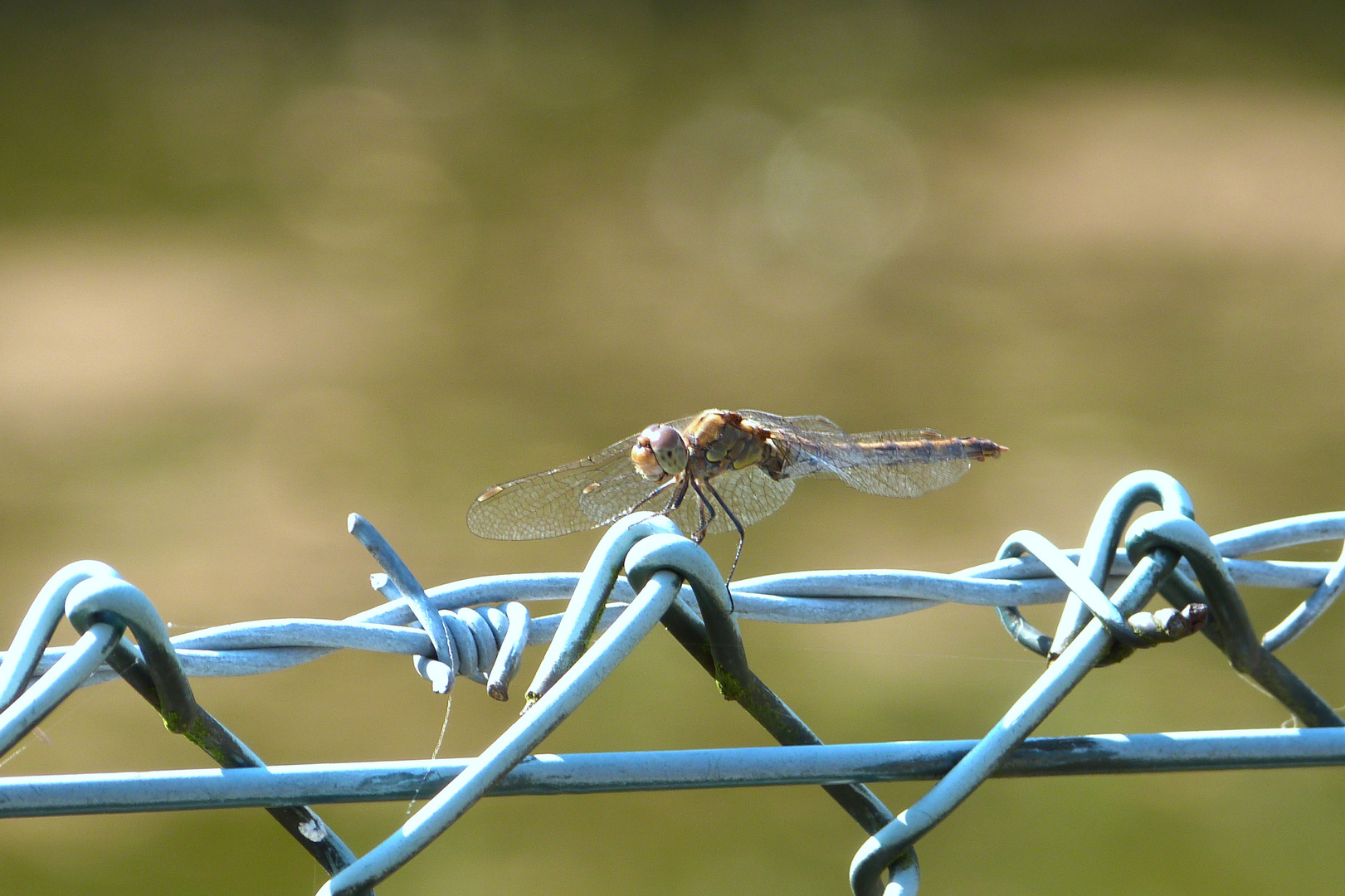 Libelle