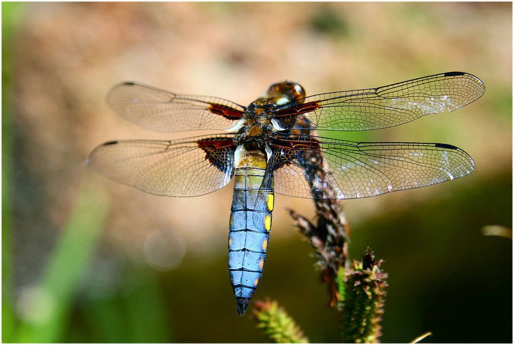 Libelle.