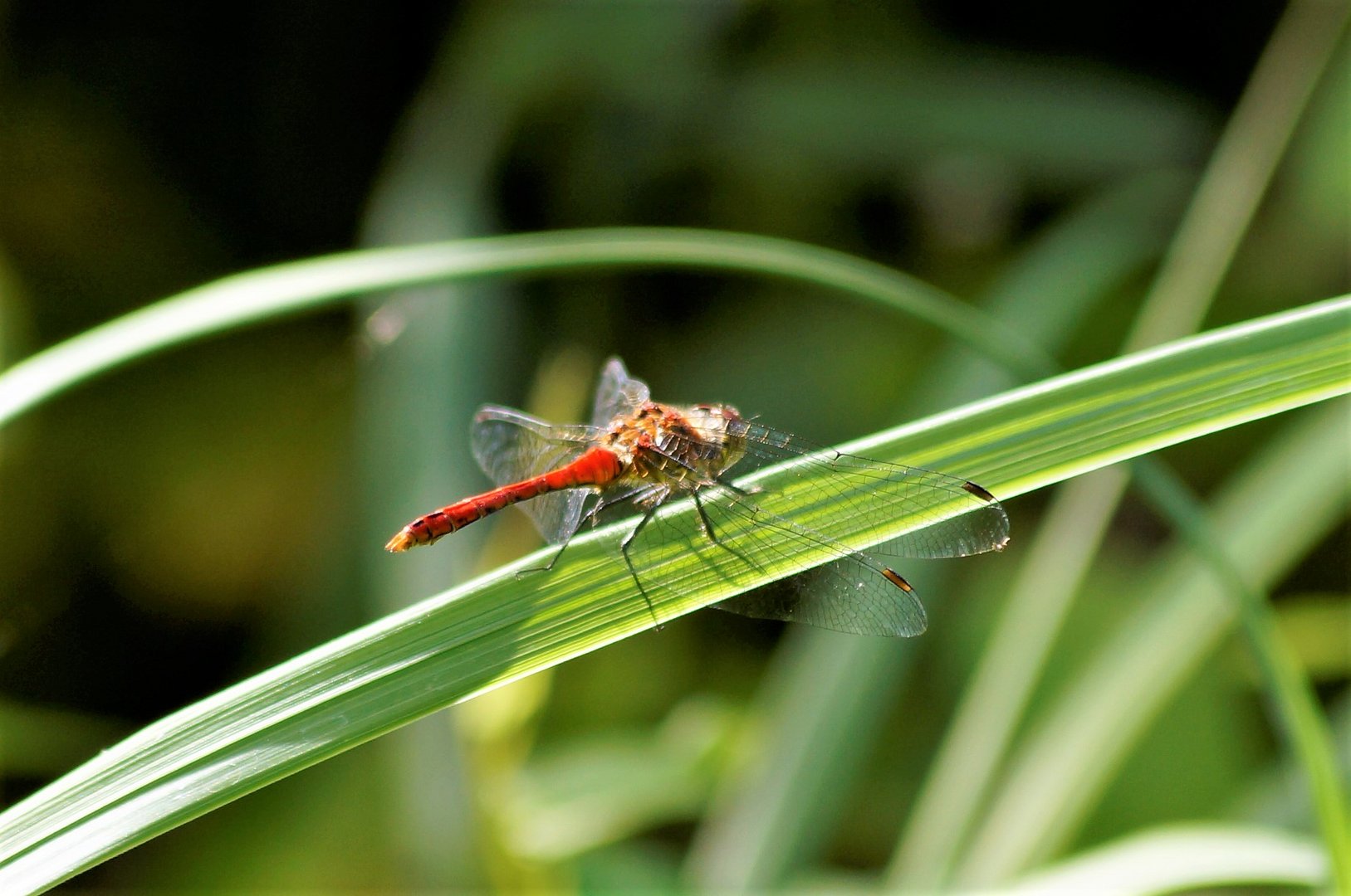 Libelle