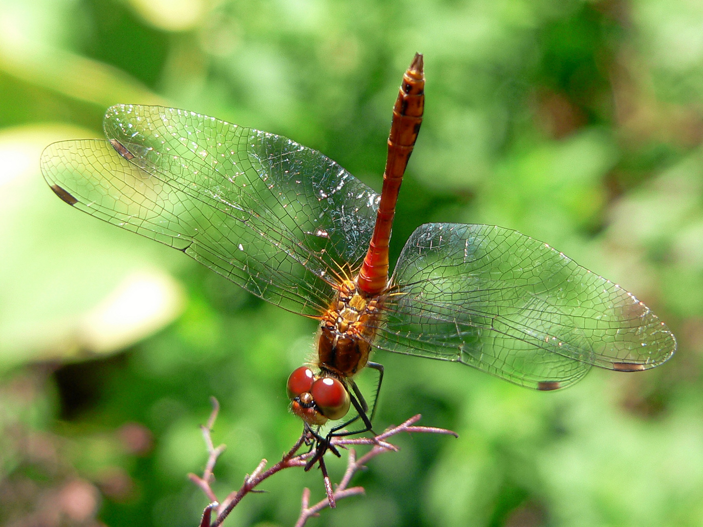 Libelle