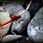 Libelle