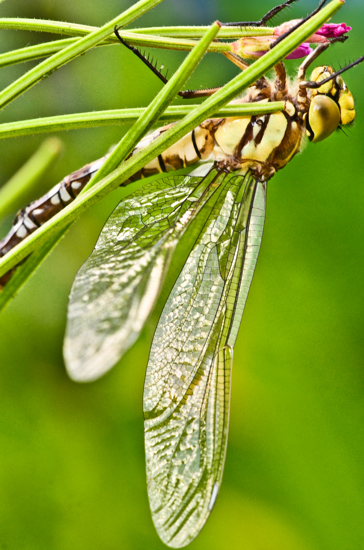 Libelle