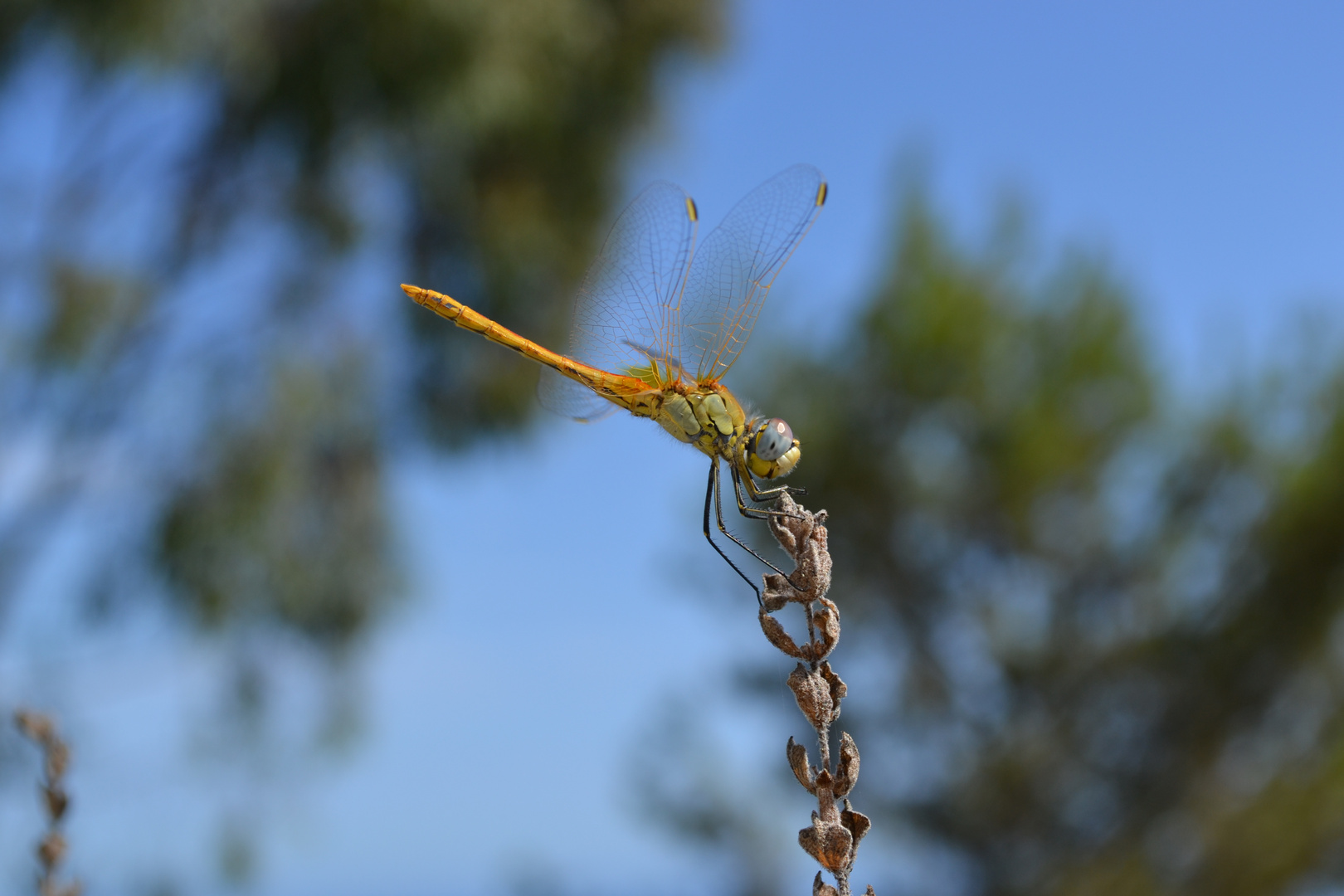 Libelle