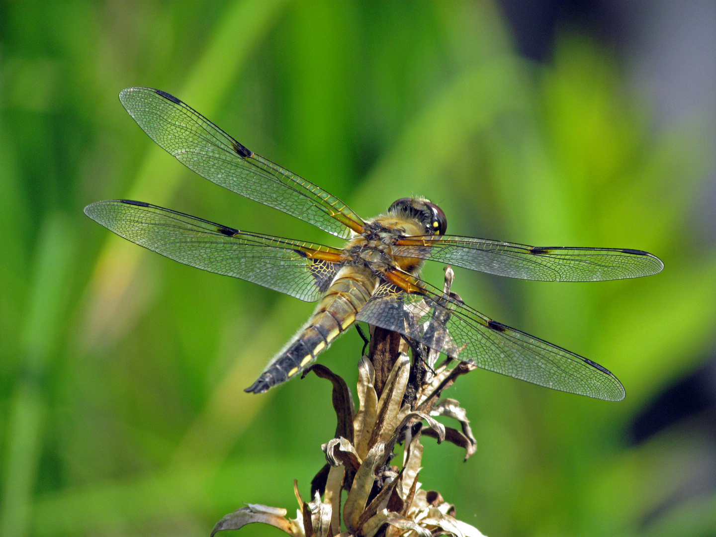 Libelle