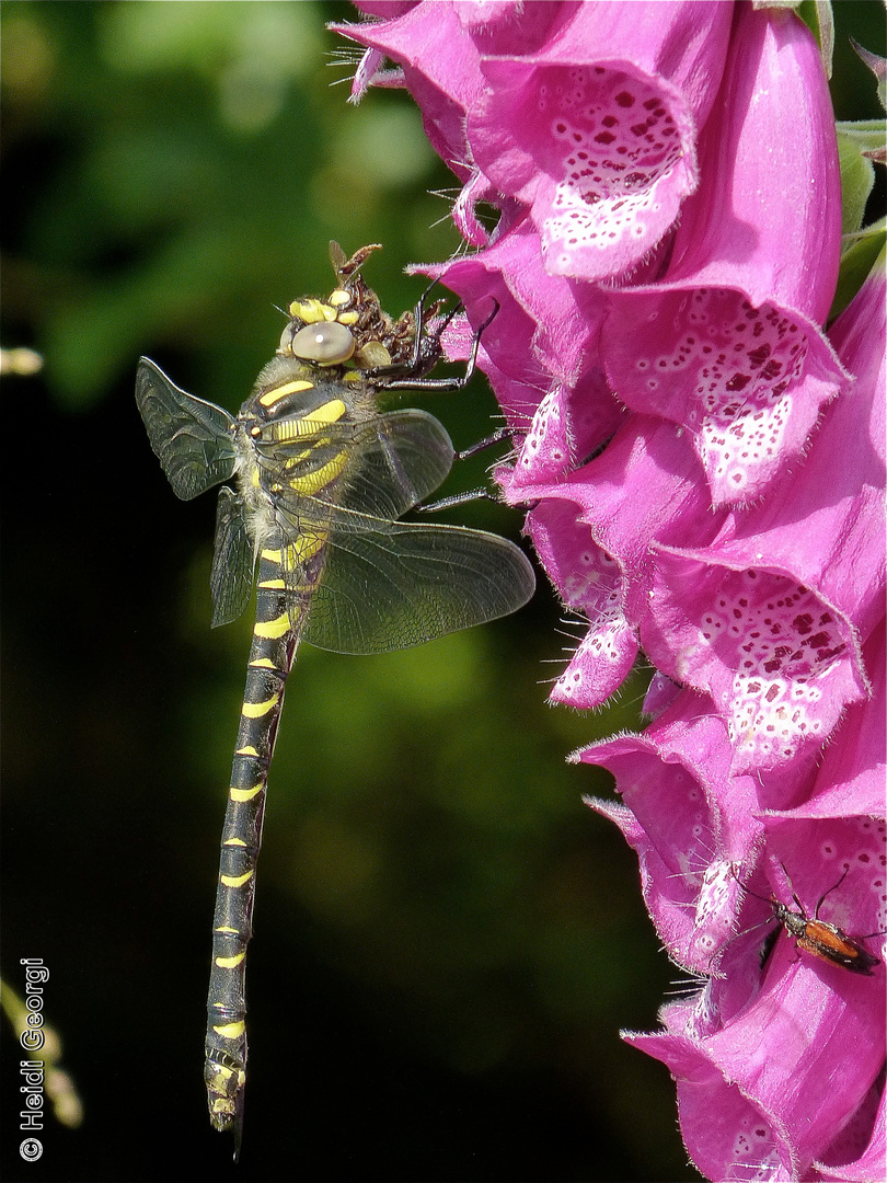 Libelle