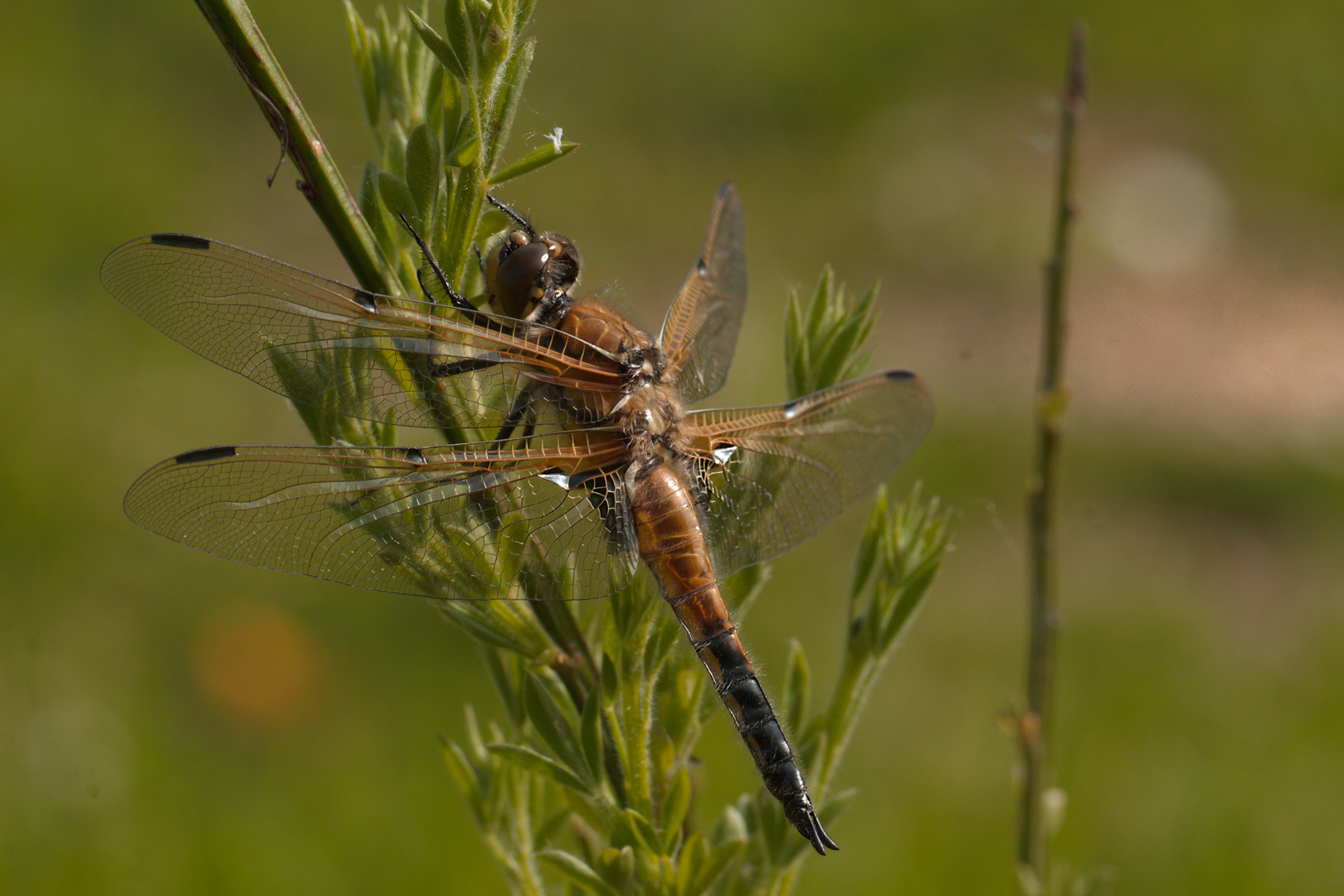 Libelle