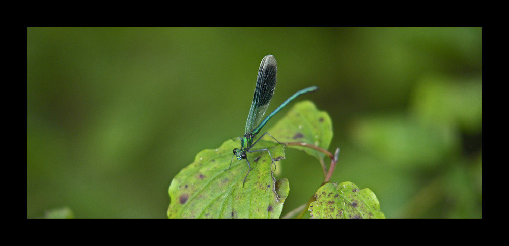 Libelle