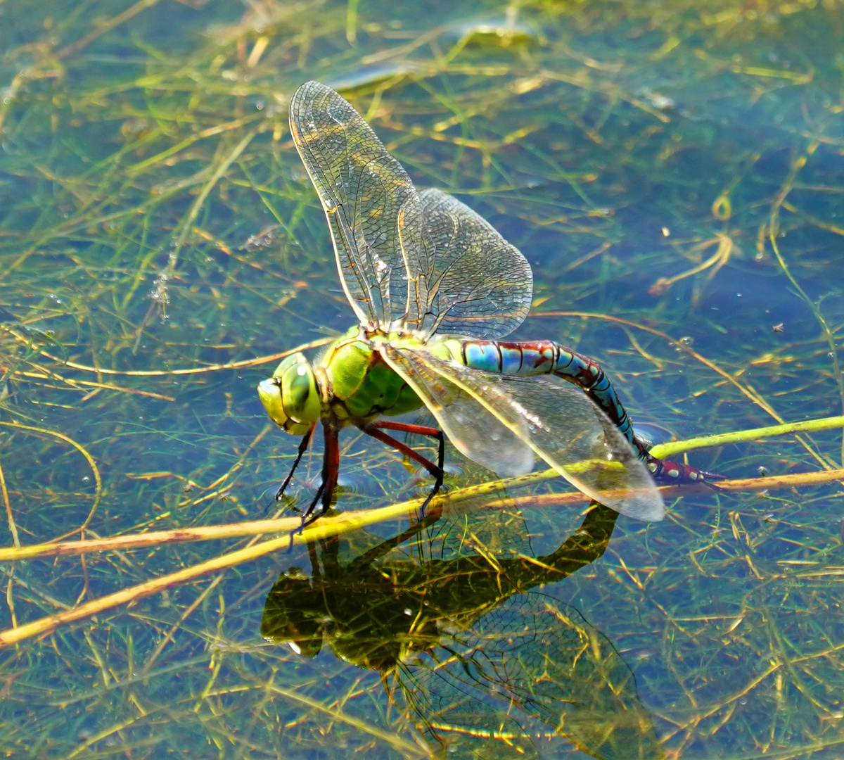 Libelle