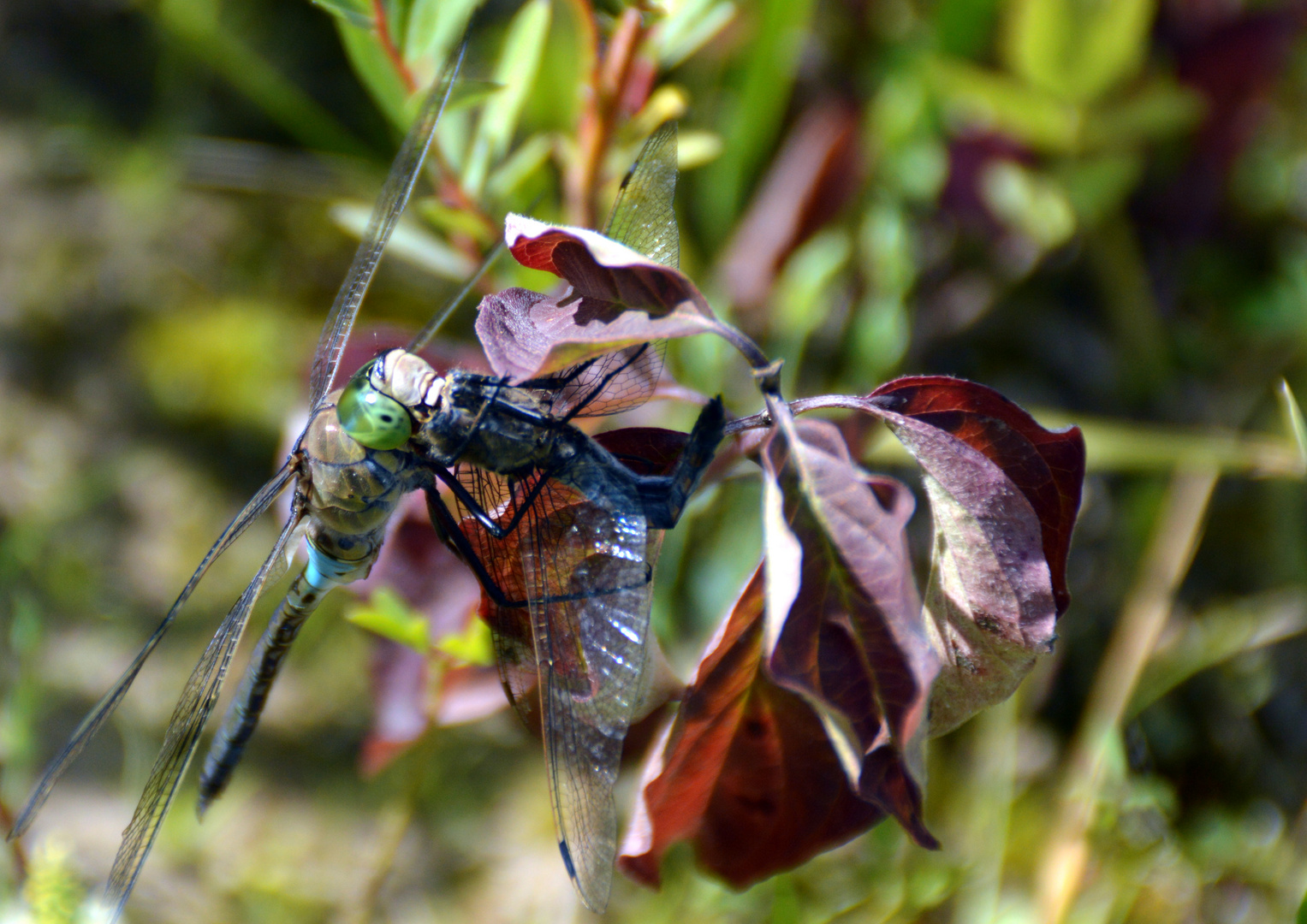 Libelle