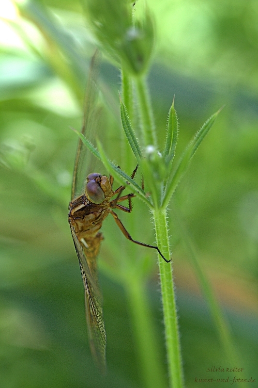 Libelle