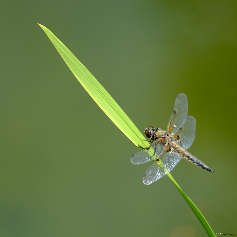 Libelle