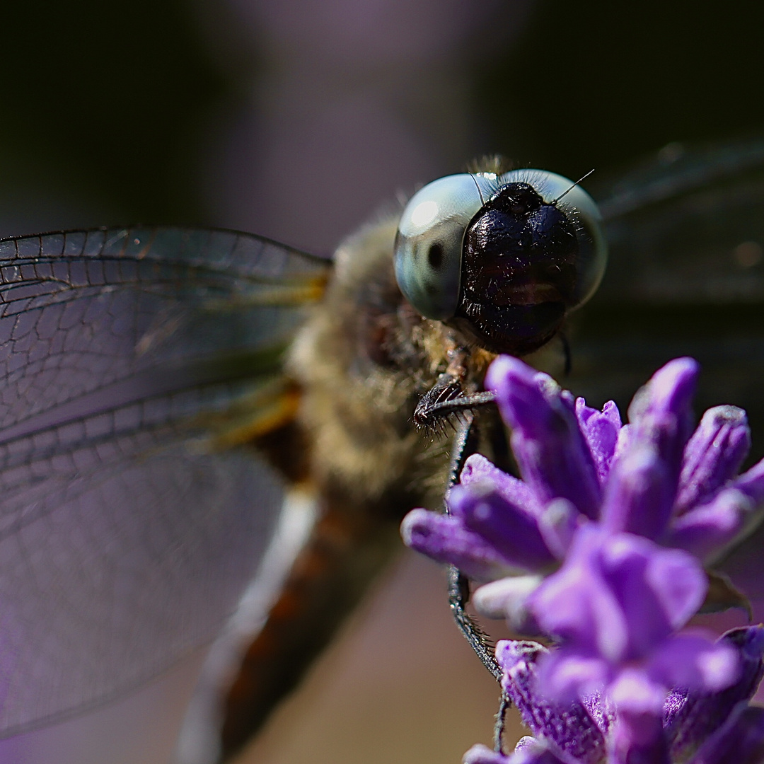 Libelle