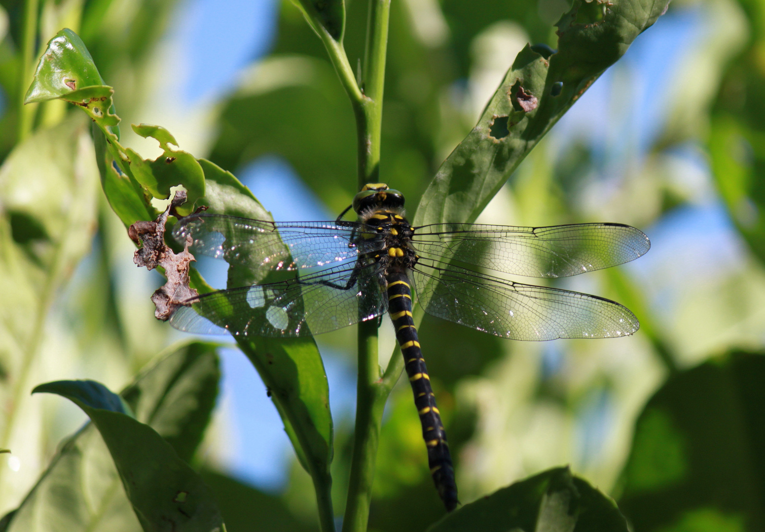 libelle