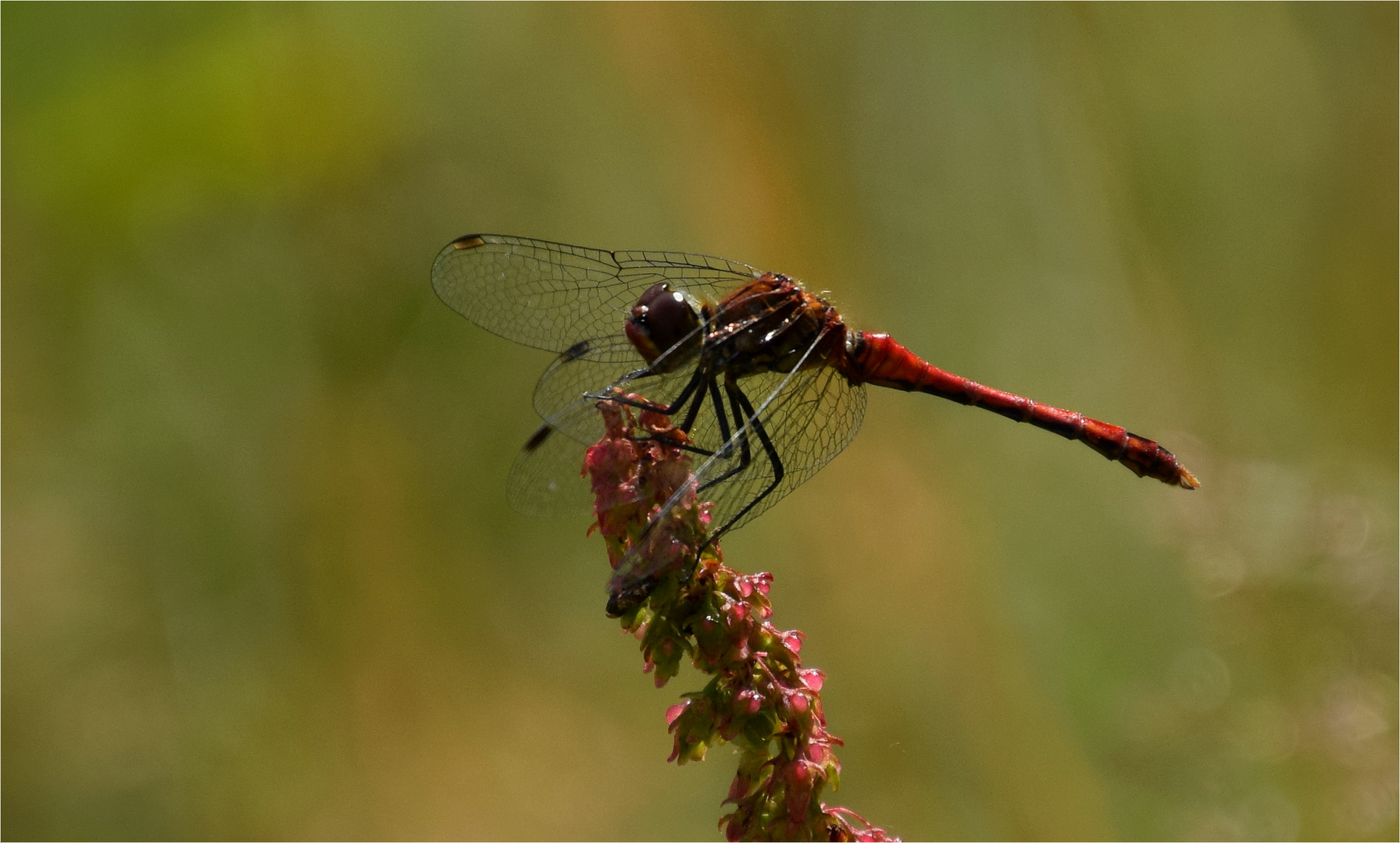 ..Libelle..