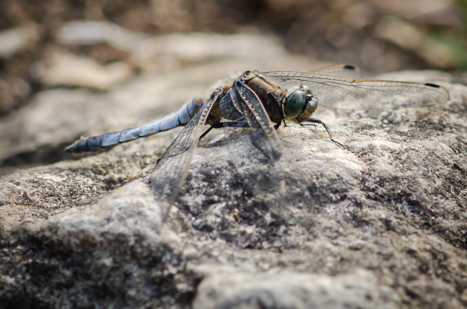 Libelle