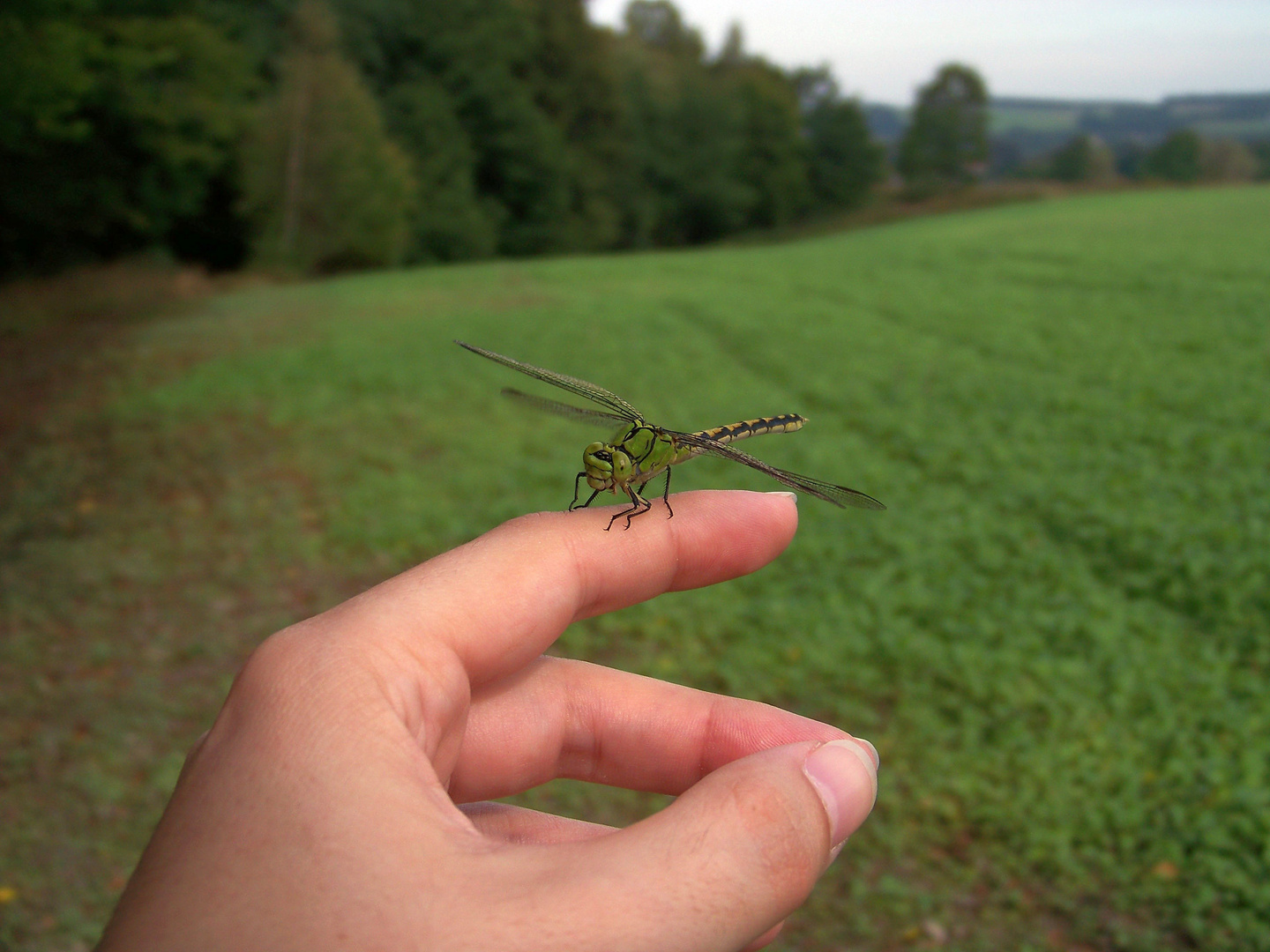 Libelle