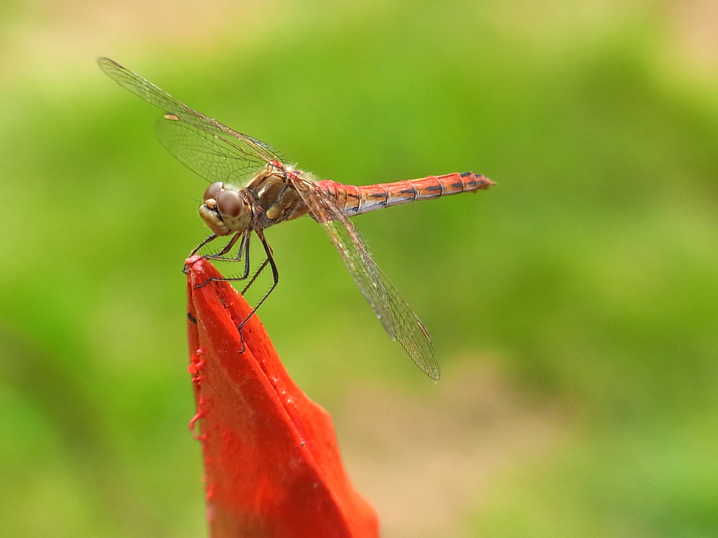 Libelle