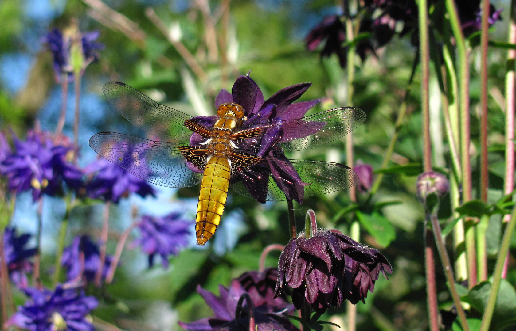 Libelle ...