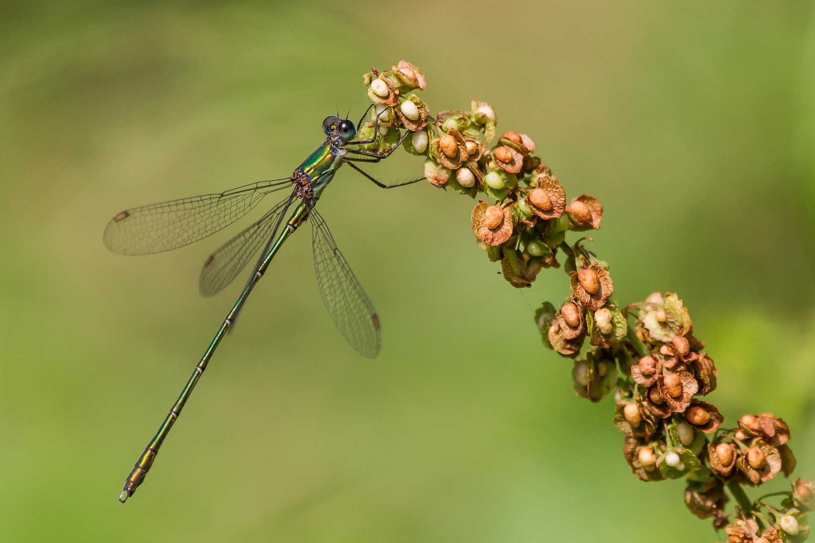 Libelle