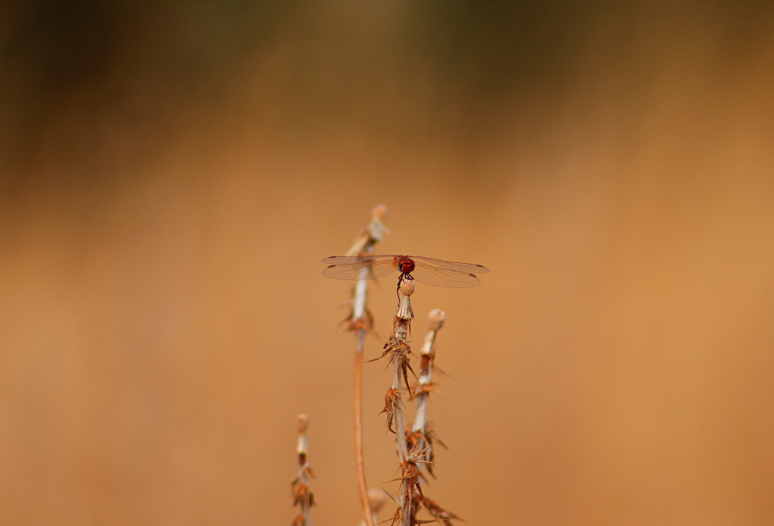 Libelle