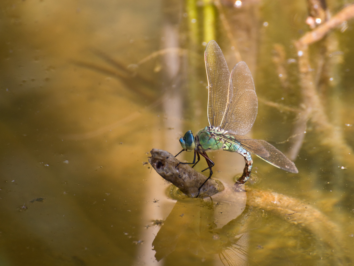 Libelle