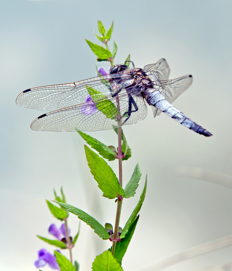 Libelle