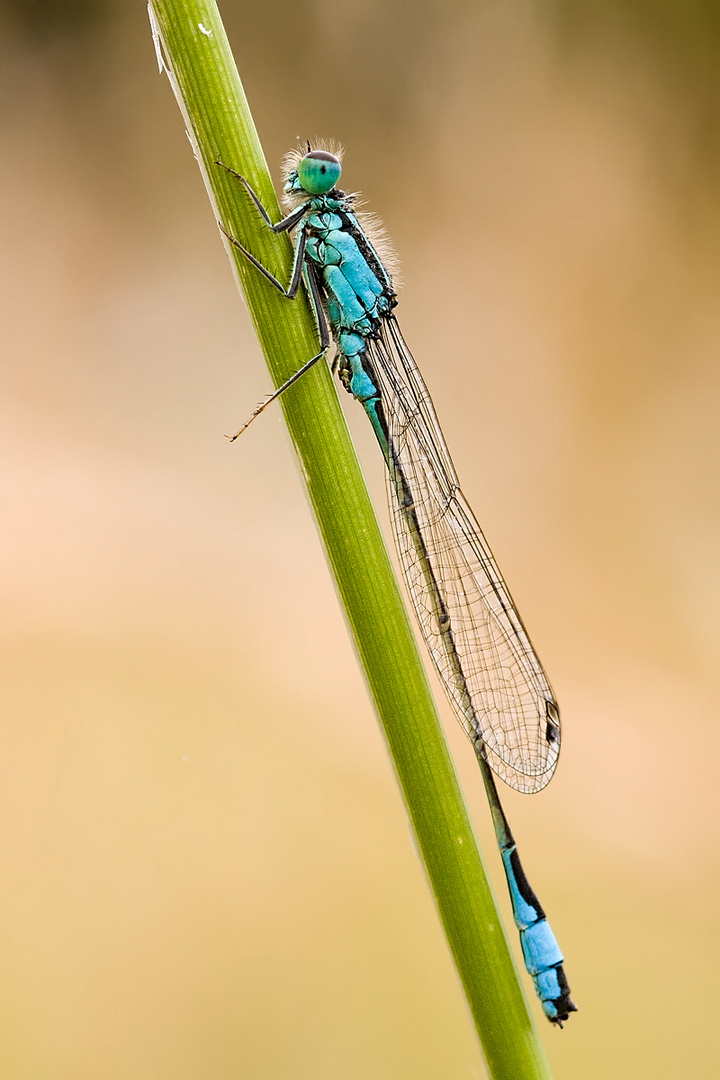 Libelle