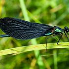 Libelle