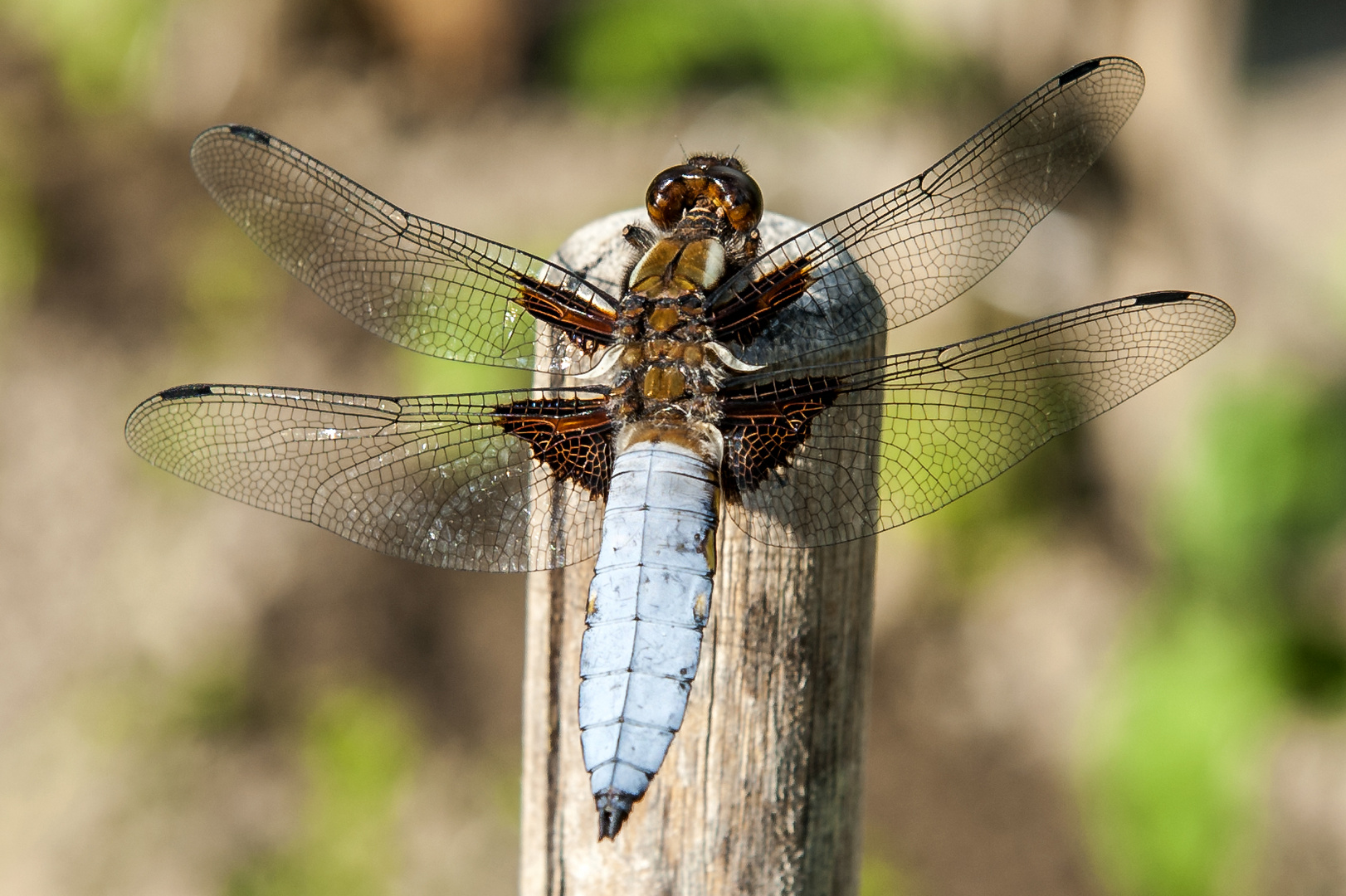 Libelle