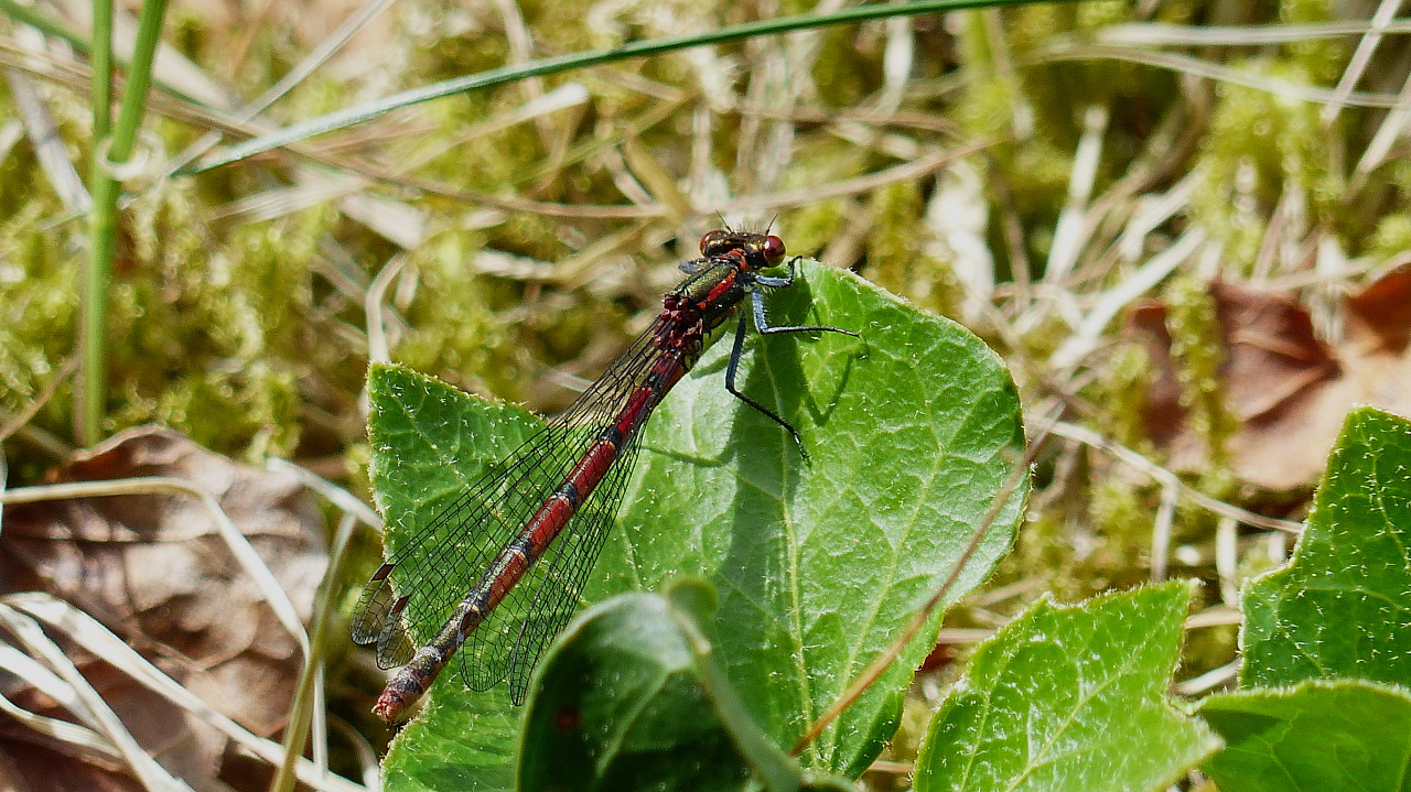 Libelle