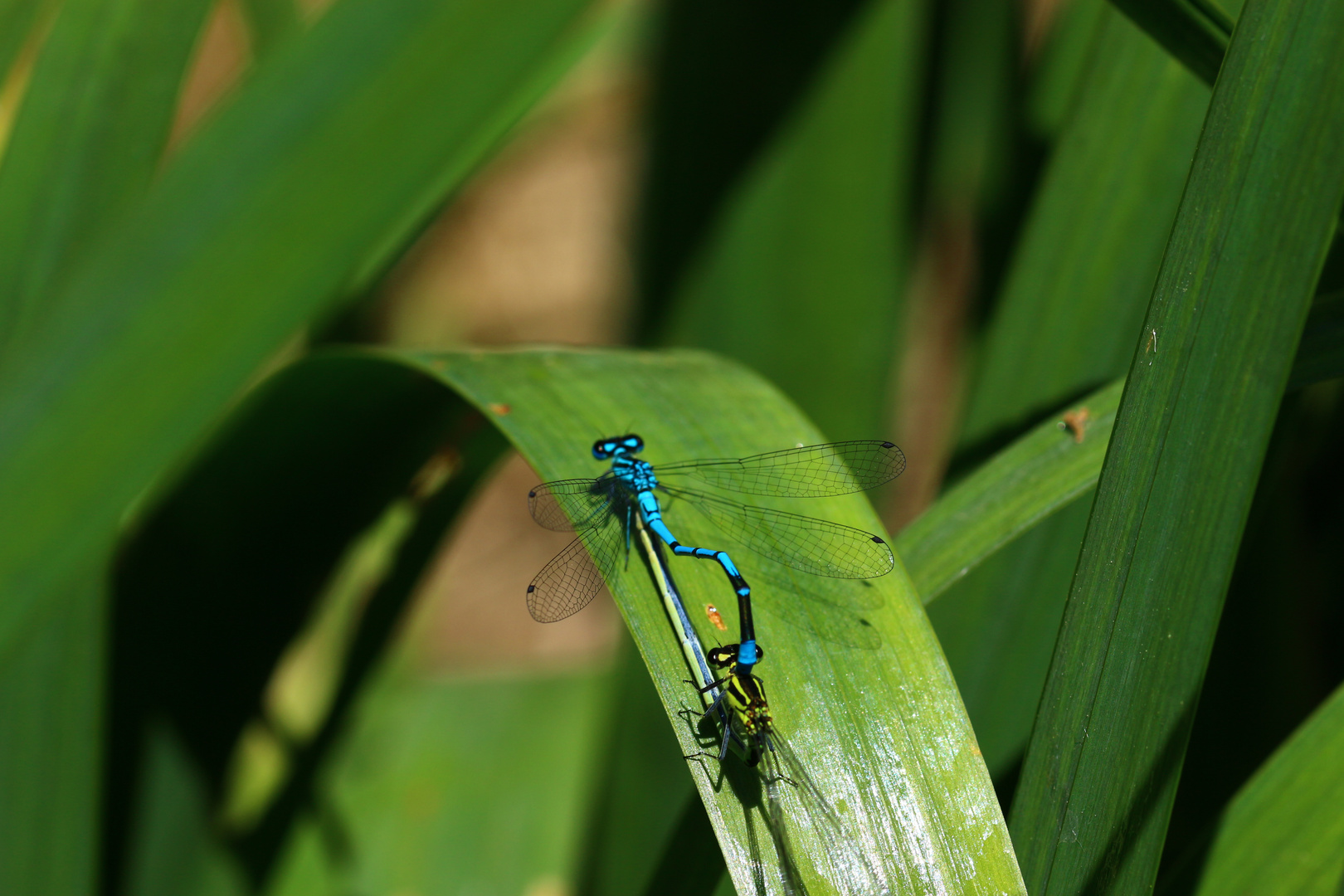 Libelle 