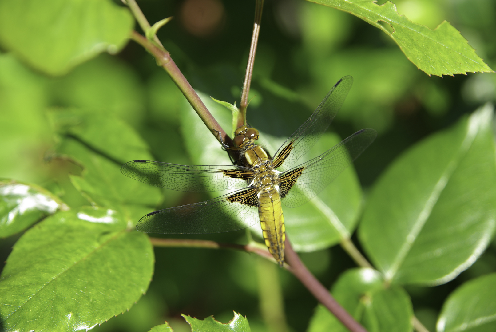 Libelle