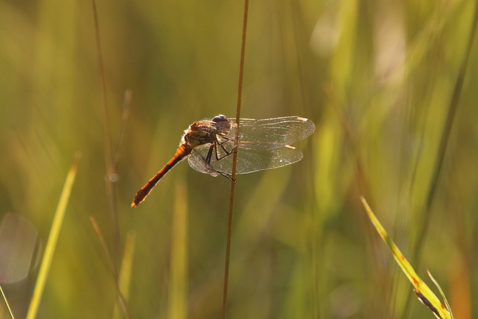 Libelle