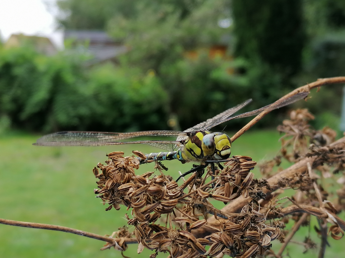 Libelle