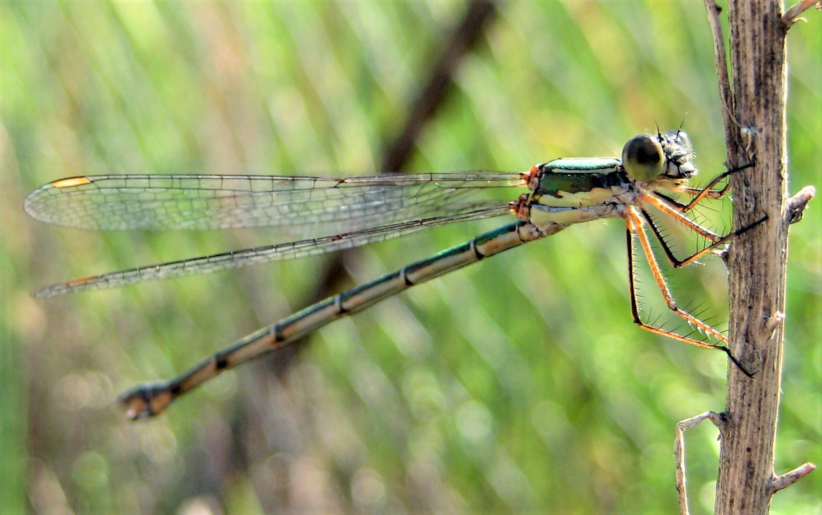 Libelle